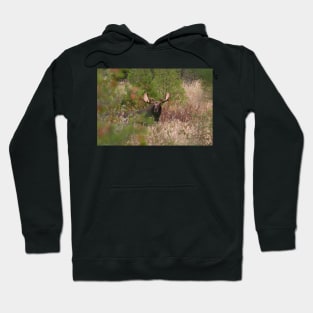 Bull Moose in Algonquin Park, Canada Hoodie